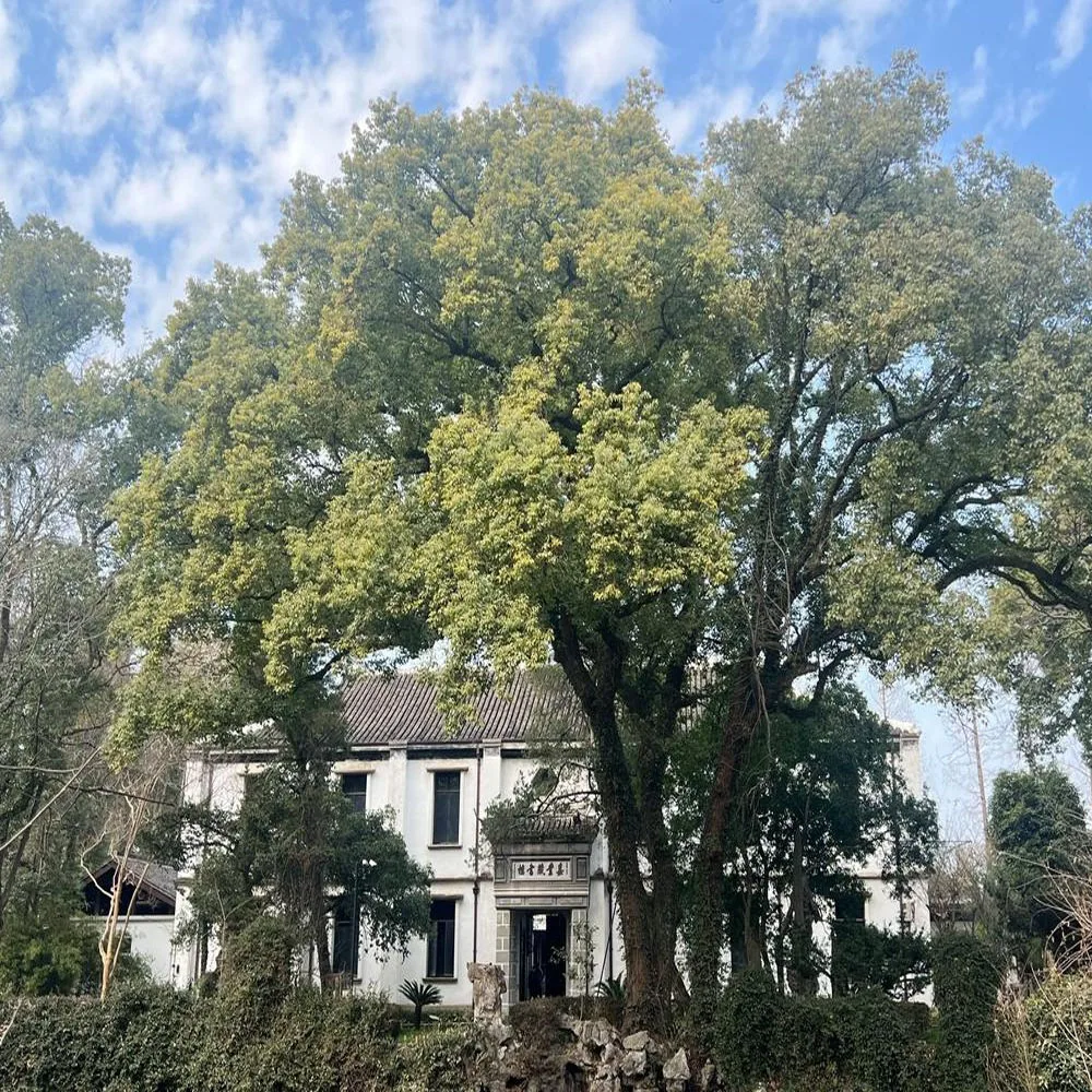 Двухдиапазонный передатчик iFlight Commando 8 ELRS V2 — 2,4 ГГц, 500 мВт и 868/915 МГц, 1000 мВт, высокая мощность для FPV дронов 
Двухдиапазонный передатчик iFlight Commando 8 ELRS V2 — 2,4 ГГц, 500 мВт и 868/915 МГц, 1000 мВт, высокая мощность для FPV дронов