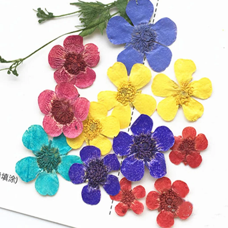 Dyed Various Color Buttercup Pressed Flower for Nail DIY Material, Free Shipping, 120 Pcs
Dyed Various Color Buttercup Pressed Flower for Nail DIY Material, Free Shipping, 120 Pcs