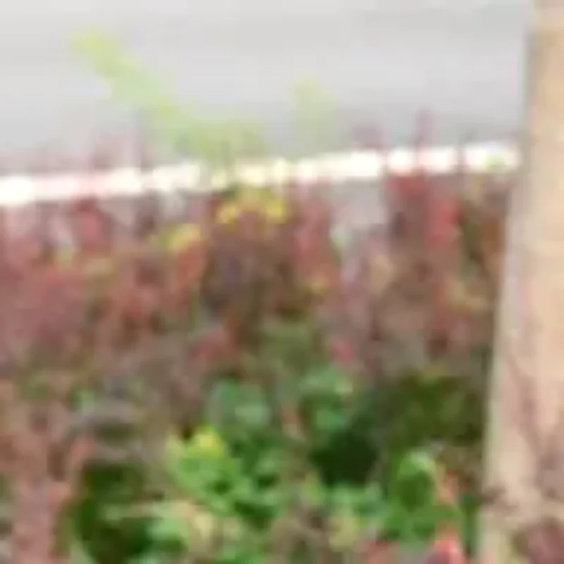 2-in-1 Dog Bike Basket For Rear Rack Pet Carrier Cargo Basket Fits Small Medium Dogs Cats Up To 12LBS For Groceries Daily
2-in-1 Dog Bike Basket For Rear Rack Pet Carrier Cargo Basket Fits Small Medium Dogs Cats Up To 12LBS For Groceries Daily