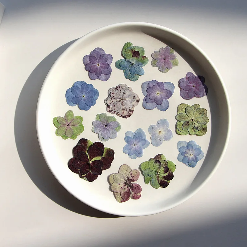 12Pcs Double-Petaled Hydrangea Real Flower Pressed Flower Teaching Materials for Children Plant Specimen Materials Resin Dried Flower Phone Case DIY Material Kit
12Pcs Double-Petaled Hydrangea Real Flower Pressed Flower Teaching Materials for Children Plant Specimen Materials Resin Dried Flower Phone Case DIY Material Kit