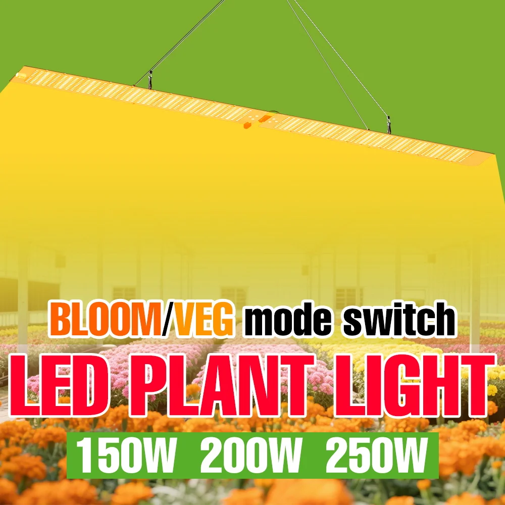 Светодиодная лампа для растений 250 Вт, квантовая панель, полный спектр, для теплиц, гидропоники, гроубоксов, выращивания овощей в помещении, дополнительное освещение для рассады
Светодиодная лампа для растений 250 Вт, квантовая панель, полный спектр, для теплиц, гидропоники, гроубоксов, выращивания овощей в помещении, дополнительное освещение для рассады
