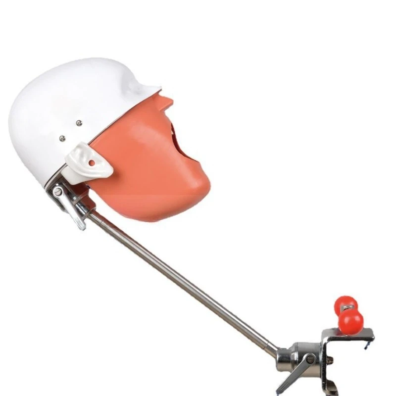Dental Dental Head Model Practice Teaching Dental Model, Clip Table Model
Dental Dental Head Model Practice Teaching Dental Model, Clip Table Model