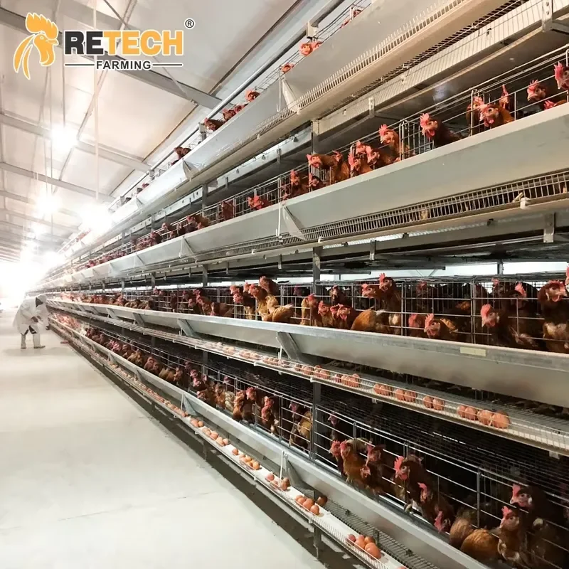 Automatic H-Type Chicken Layer Battery Cage for Poultry Farm Equipment
Automatic H-Type Chicken Layer Battery Cage for Poultry Farm Equipment