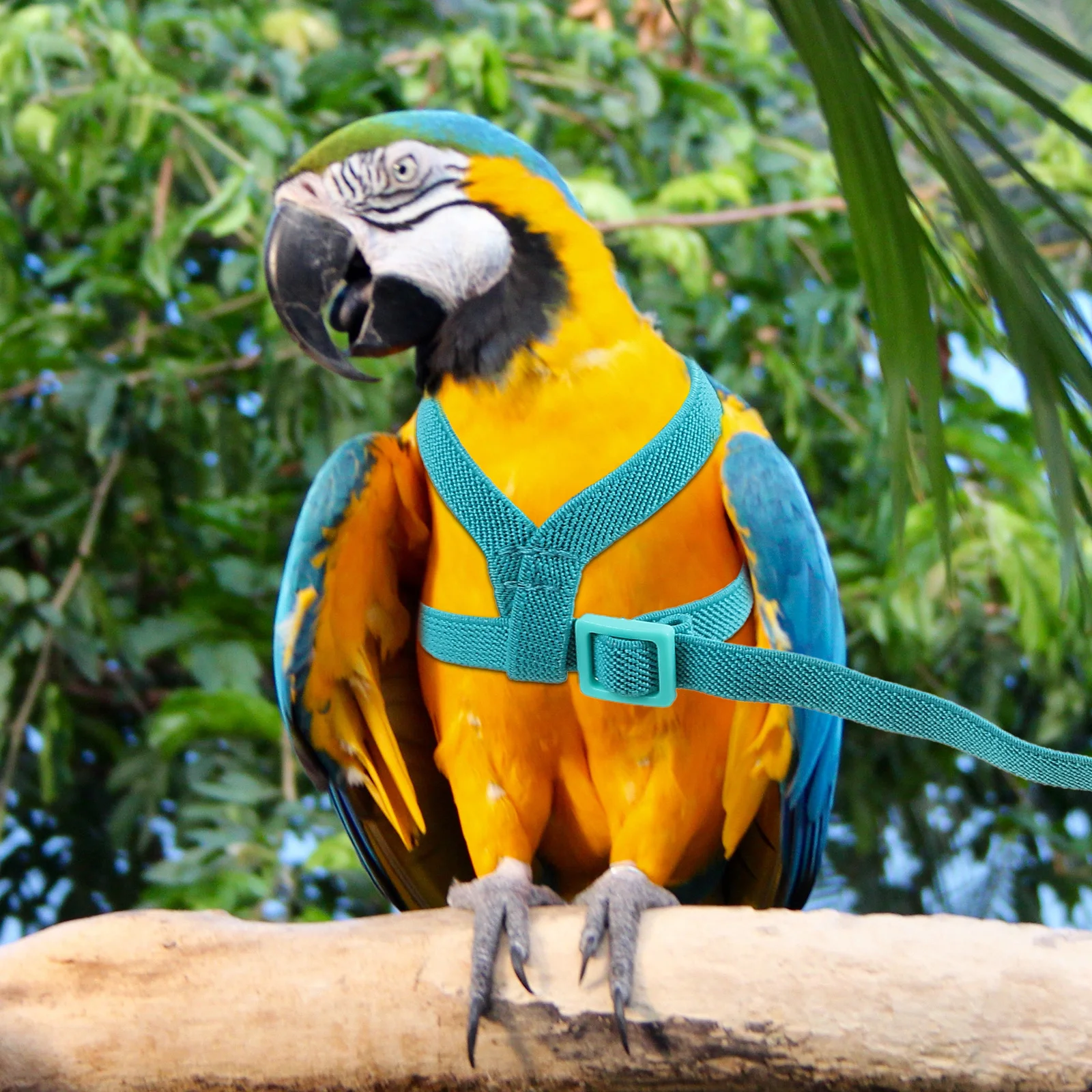 Parrot Harness Adjustable Comfortable Bird Harness for Parakeet Chicken Portable Flying Training Safety Accessory
Parrot Harness Adjustable Comfortable Bird Harness for Parakeet Chicken Portable Flying Training Safety Accessory