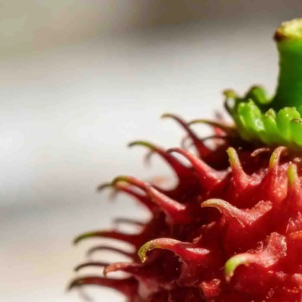 Бесщеточный двигатель Hobbywing Seaking 2040SL 2848SL 3660SL с водяным охлаждением для гоночных, рыболовных лодок, кораблей, игрушек, радиоуправляемых моделей и аксессуаров
Бесщеточный двигатель Hobbywing Seaking 2040SL 2848SL 3660SL с водяным охлаждением для гоночных, рыболовных лодок, кораблей, игрушек, радиоуправляемых моделей и аксессуаров