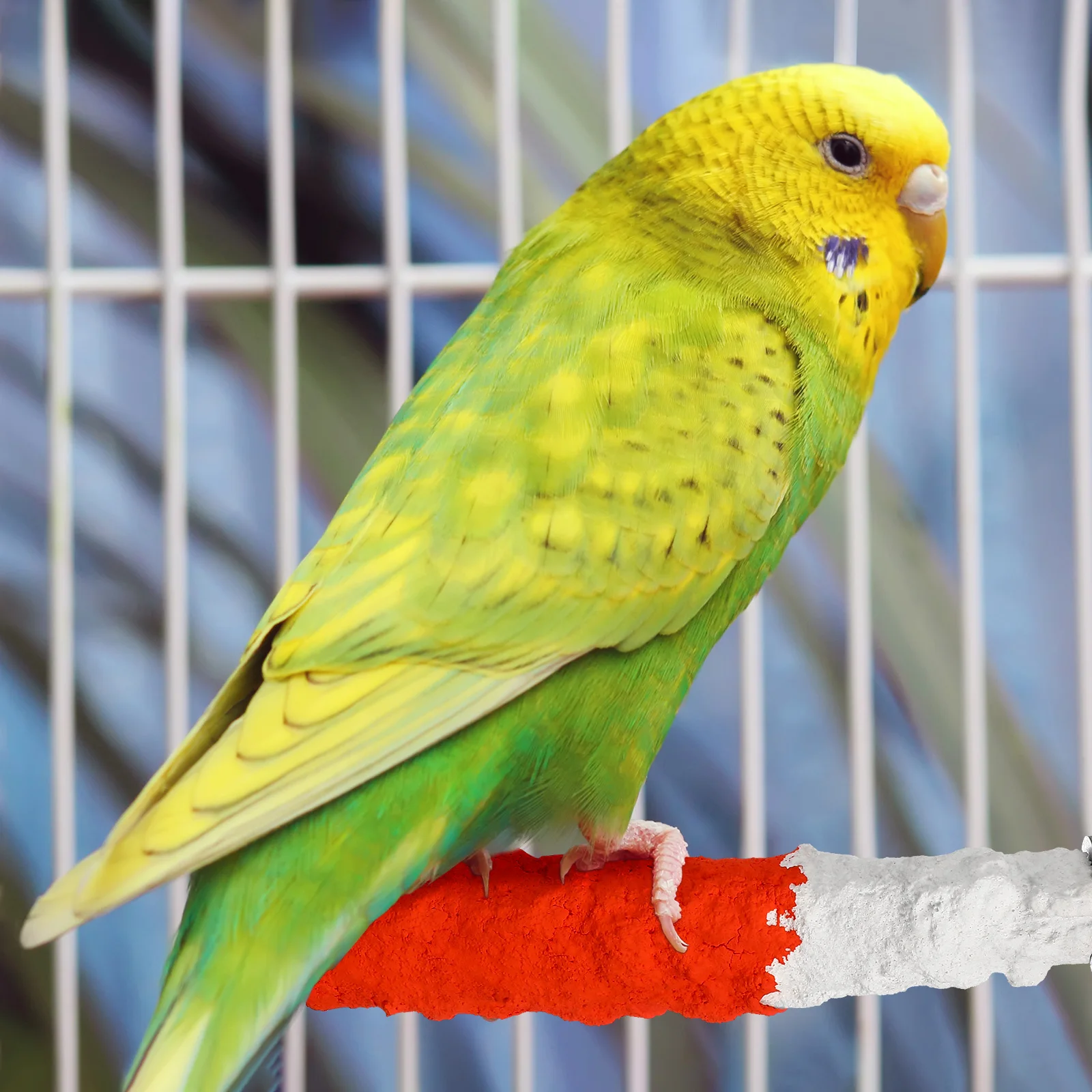 2pcs Bird Perch Stand High Calcium Fruit Perch Durable Chewable Pet For Parrots Paw Grinding Resting Supplies Long Lasting
2pcs Bird Perch Stand High Calcium Fruit Perch Durable Chewable Pet For Parrots Paw Grinding Resting Supplies Long Lasting
