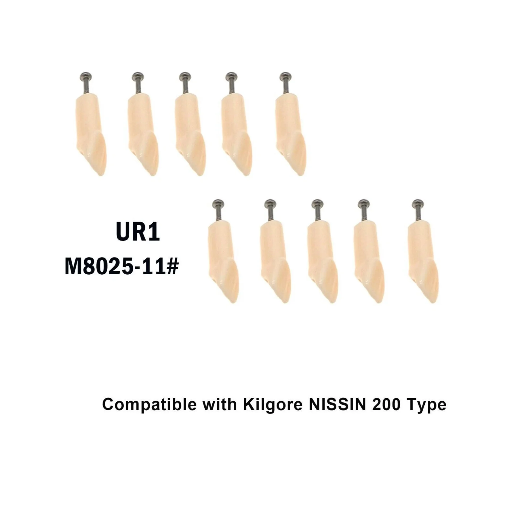 10Pcs Kilgore Nissin 200 Typodont Dental Replacement Screw-in Teeth Model M8025
10Pcs Kilgore Nissin 200 Typodont Dental Replacement Screw-in Teeth Model M8025