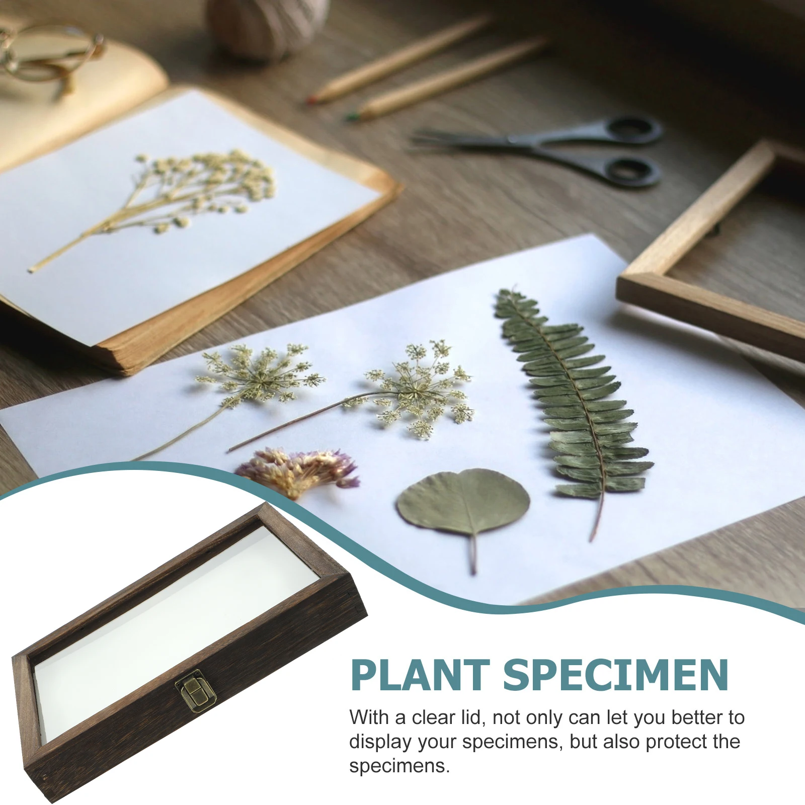 1 Set Wooden Insect Display Case Butterfly Specimen Display Box with Mat diy handmade Dried Flower Storage Frame home decor gift 
1 Set Wooden Insect Display Case Butterfly Specimen Display Box with Mat diy handmade Dried Flower Storage Frame home decor gift