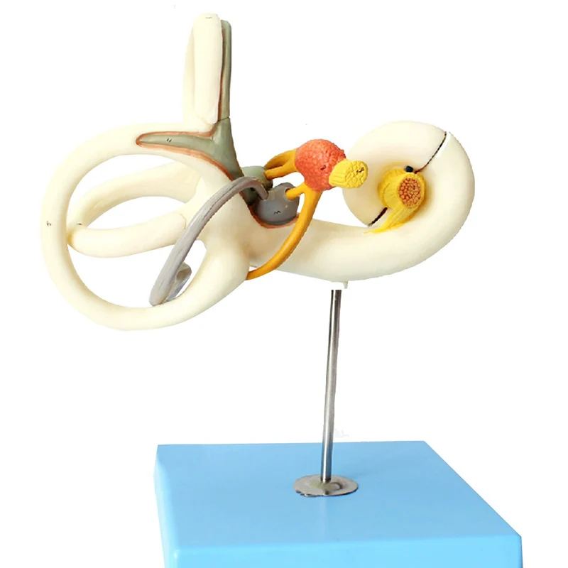 Anatomy Human Ear Semicircular Canal Cochlea Inner Labyrinth Model Detachable Enlarged Human Ear Labyrinth Model
Anatomy Human Ear Semicircular Canal Cochlea Inner Labyrinth Model Detachable Enlarged Human Ear Labyrinth Model