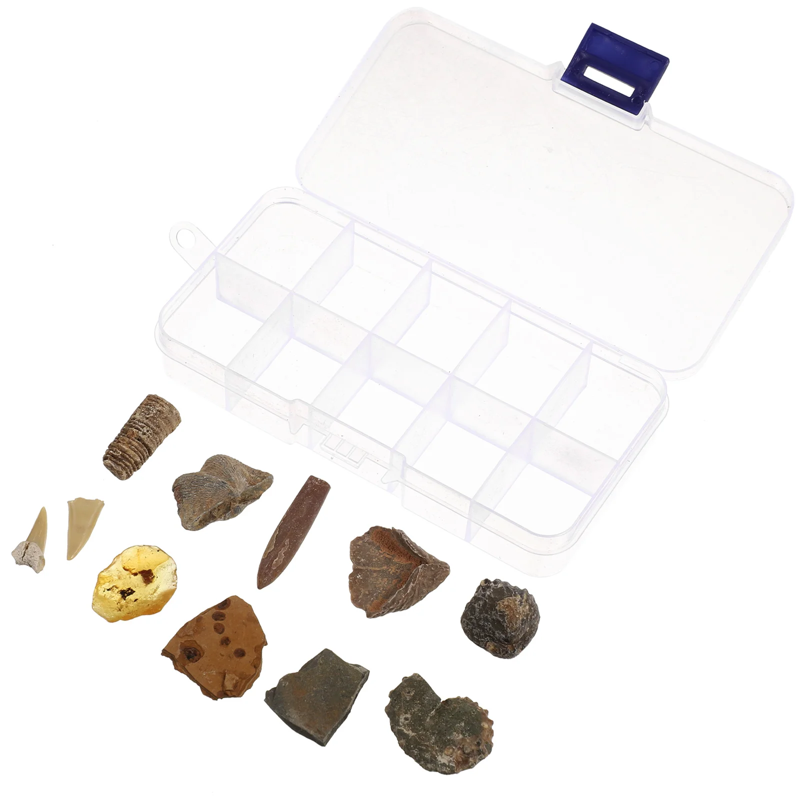 10pcs Specimen Box with Ancient Paleontology Decorations for Educational Scientific Teaching Tools Kids
10pcs Specimen Box with Ancient Paleontology Decorations for Educational Scientific Teaching Tools Kids