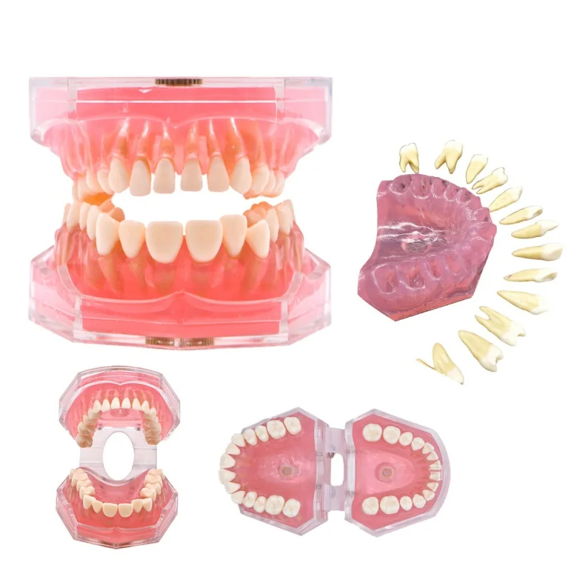 Dental Standard Typodont Model Soft Gum With 28 Removable Teeth Adult Practice Model For Dentist Teaching Study
Dental Standard Typodont Model Soft Gum With 28 Removable Teeth Adult Practice Model For Dentist Teaching Study
