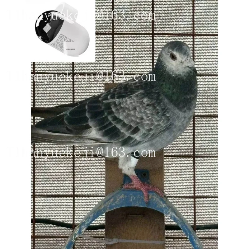 Pigeon parrot locator training GPS locator, plastic chip loop with real-time positioning, Bluetooth/WiFi IP68 waterproof
Pigeon parrot locator training GPS locator, plastic chip loop with real-time positioning, Bluetooth/WiFi IP68 waterproof