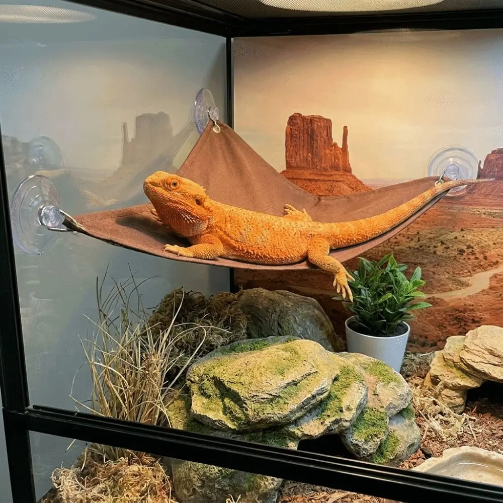 Suction Cup Lizard Triangle Hammock Lightweight Hanging Reptile Climbing Breathable Reptile Bed Swing Habitat Decor
Suction Cup Lizard Triangle Hammock Lightweight Hanging Reptile Climbing Breathable Reptile Bed Swing Habitat Decor