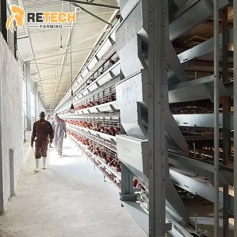 Automatic H-Type Layer Chicken Battery Cages for Poultry Husbandry Equipment for Sale for Kenya Good Customer Reviews
Automatic H-Type Layer Chicken Battery Cages for Poultry Husbandry Equipment for Sale for Kenya Good Customer Reviews