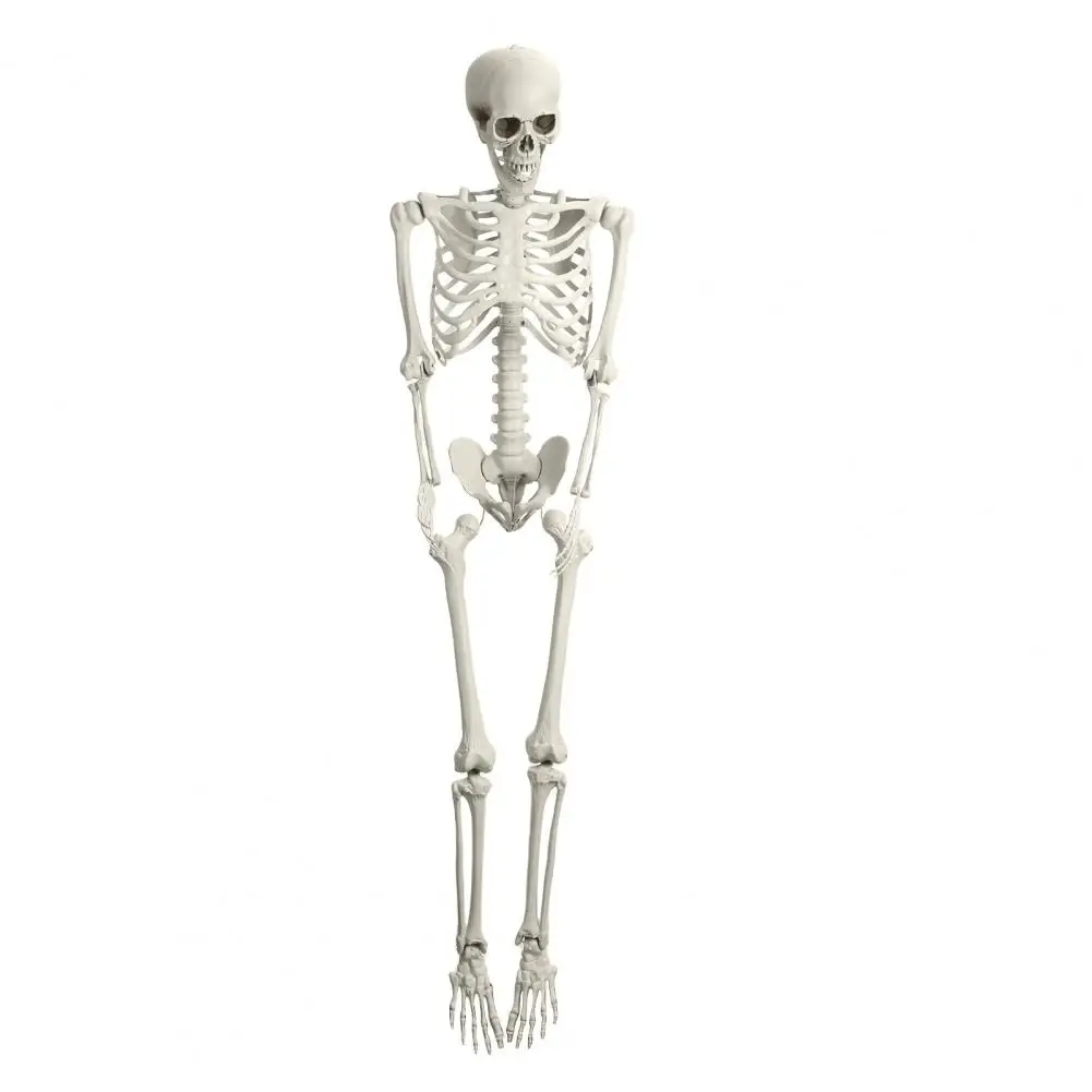 5.4FT Poseable Skeleton Prop Life Size Plastic Halloween Human Bones Skeleton Party Supplies Photo Prop
5.4FT Poseable Skeleton Prop Life Size Plastic Halloween Human Bones Skeleton Party Supplies Photo Prop