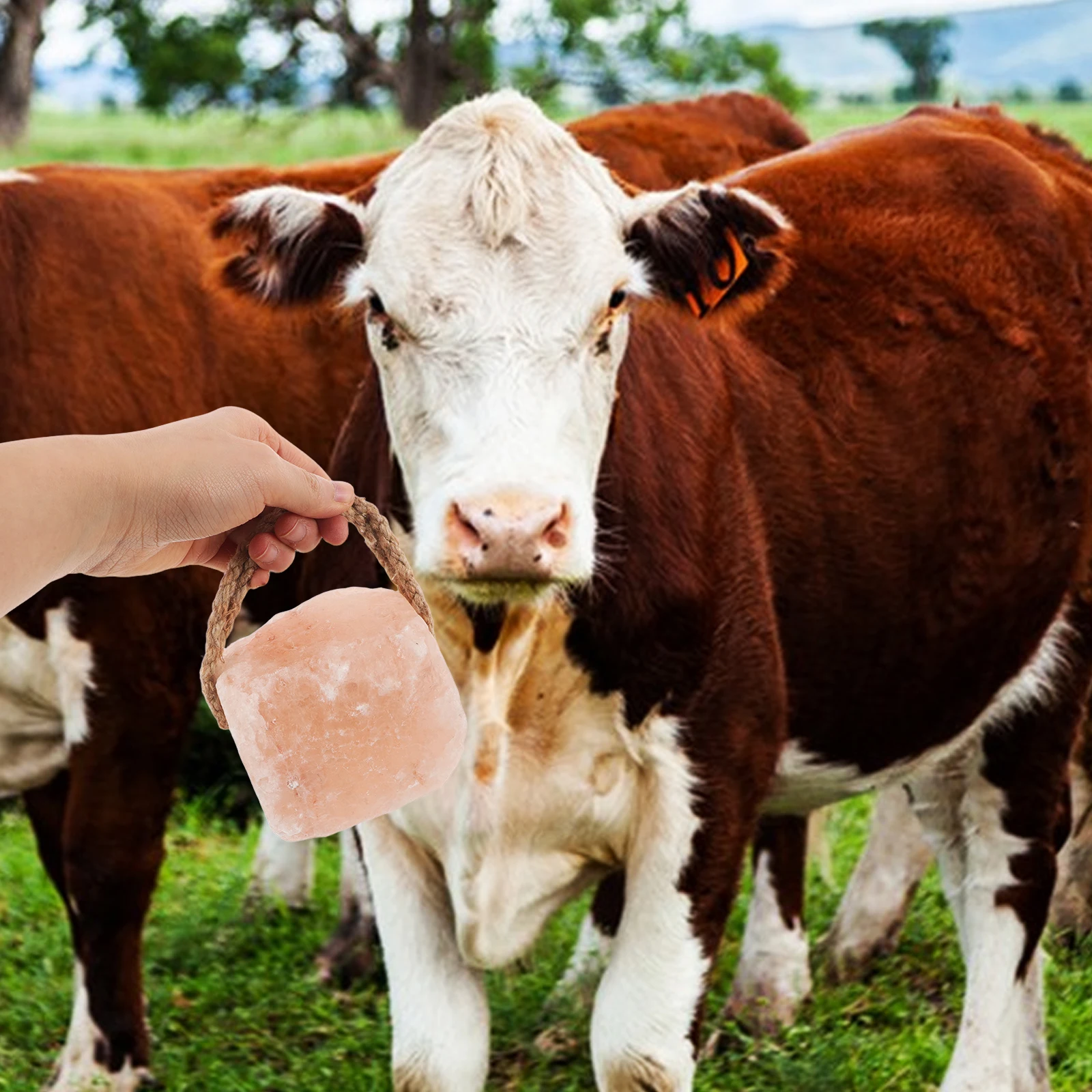 Salt Lick Block for Sheep Cattle 1-2kg Portable Durable Mineral Supplement Boosts Production Hanging Rope Lick Brick
Salt Lick Block for Sheep Cattle 1-2kg Portable Durable Mineral Supplement Boosts Production Hanging Rope Lick Brick