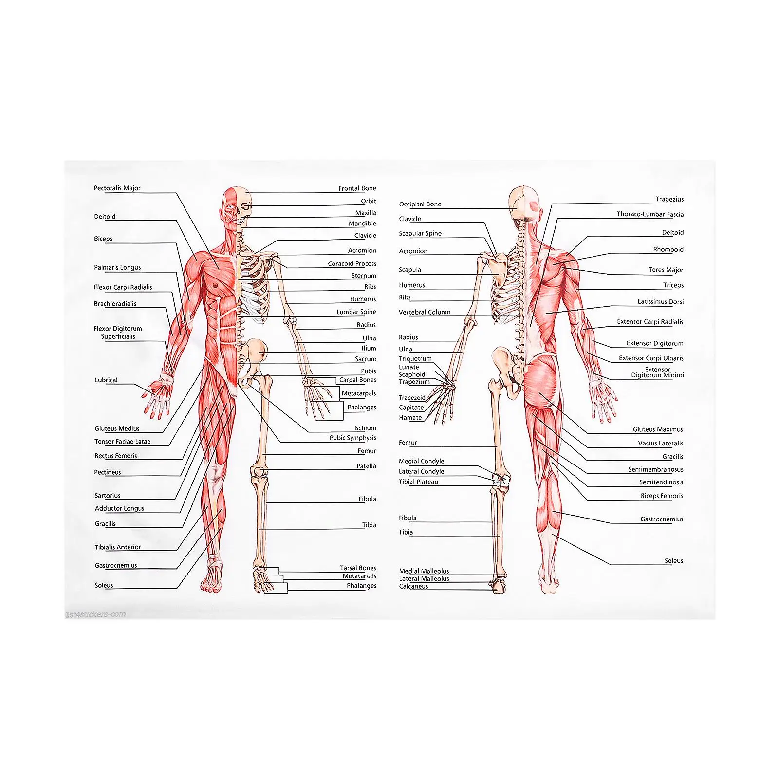 Human Anatomy 50x70cm Muscular System Chart for Anatomy Poster Teaching Hospital School
Human Anatomy 50x70cm Muscular System Chart for Anatomy Poster Teaching Hospital School
