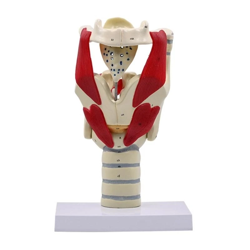 Anatomical Pharynx and Larynx Model for Teaching Research Clinical Demonstration X37A
Anatomical Pharynx and Larynx Model for Teaching Research Clinical Demonstration X37A