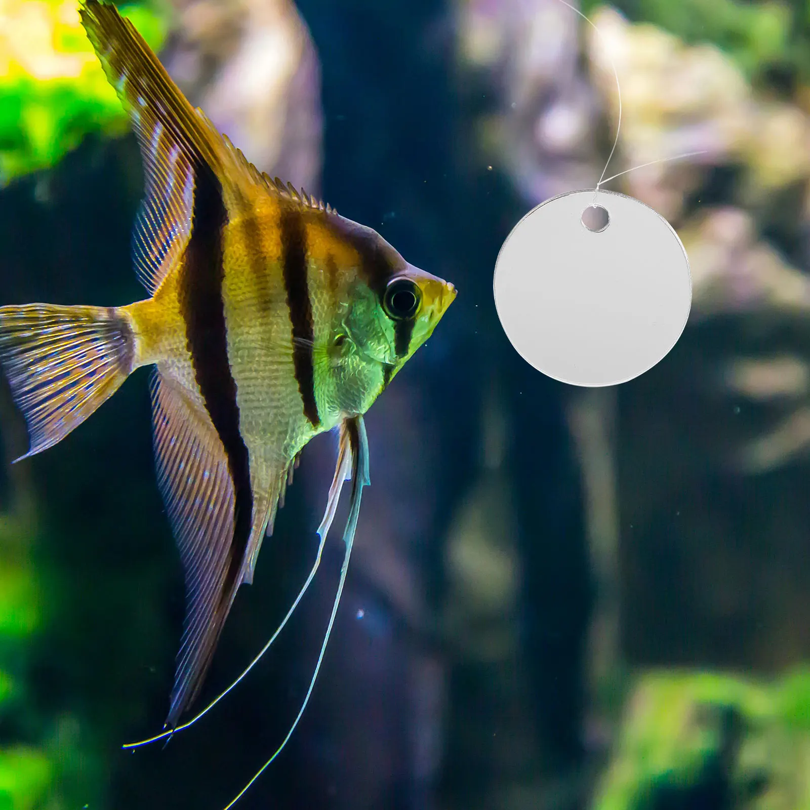 Betta Fish Tank Mirror Decorative Floating Acrylic Plastic Long Lasting Durable Betta Training nament Landscape Lighting
Betta Fish Tank Mirror Decorative Floating Acrylic Plastic Long Lasting Durable Betta Training nament Landscape Lighting