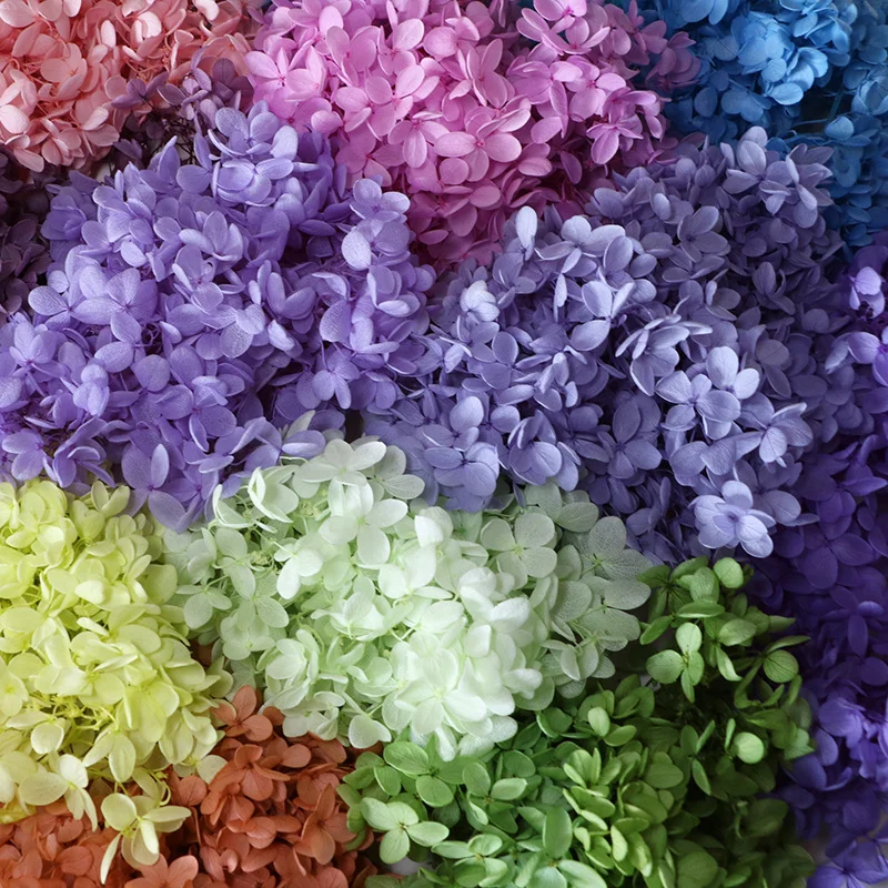 A Grade Anna Real Hydrangea Flowers Little Leaves Preserved Hydrangea Home Decor DIY Material Epoxy Resin Handmade Flowers
A Grade Anna Real Hydrangea Flowers Little Leaves Preserved Hydrangea Home Decor DIY Material Epoxy Resin Handmade Flowers