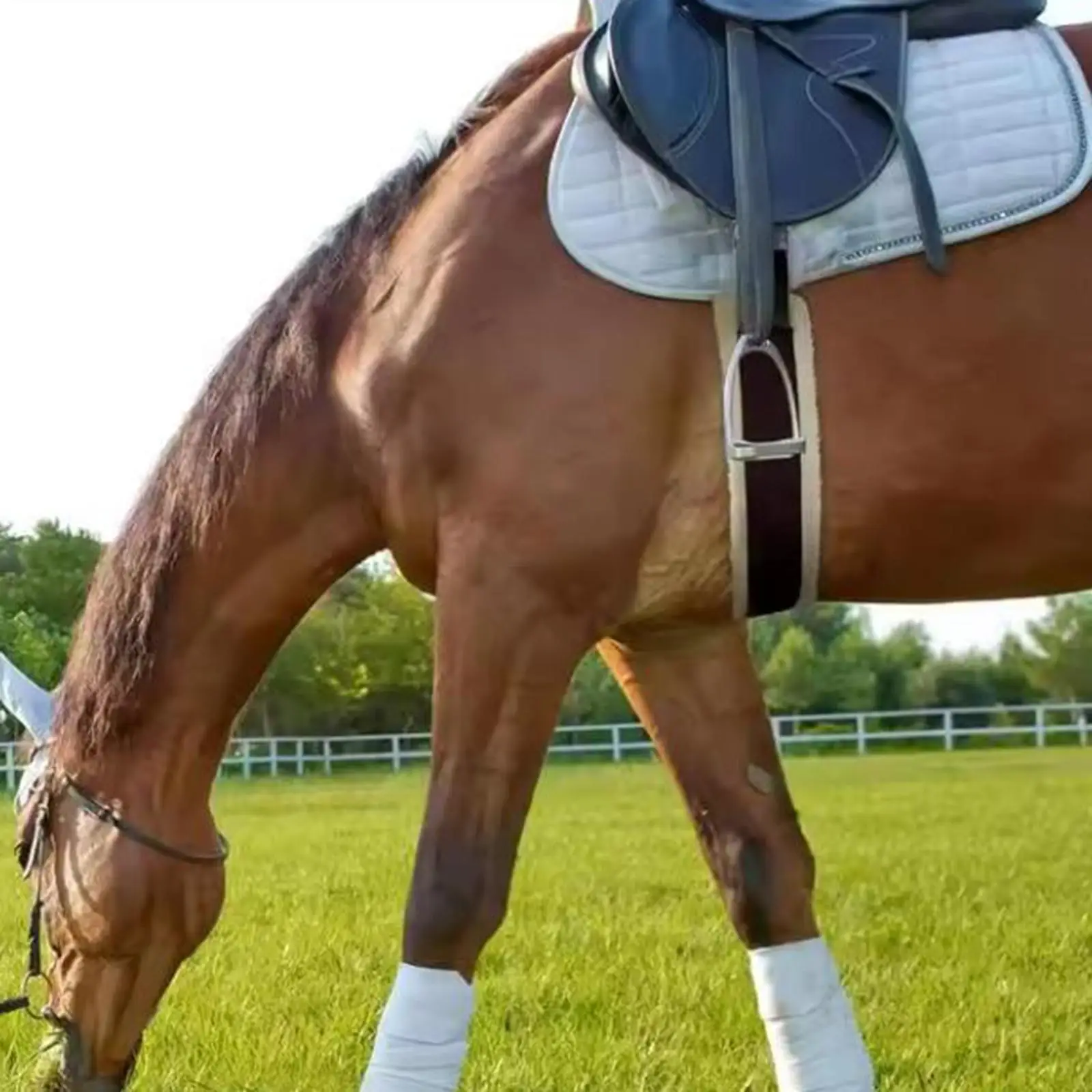 Horse Girth Dressage Short Strap Flannel Non Slip Padded Stainless Steel Buckle for Versatile Equestrian Use
Horse Girth Dressage Short Strap Flannel Non Slip Padded Stainless Steel Buckle for Versatile Equestrian Use