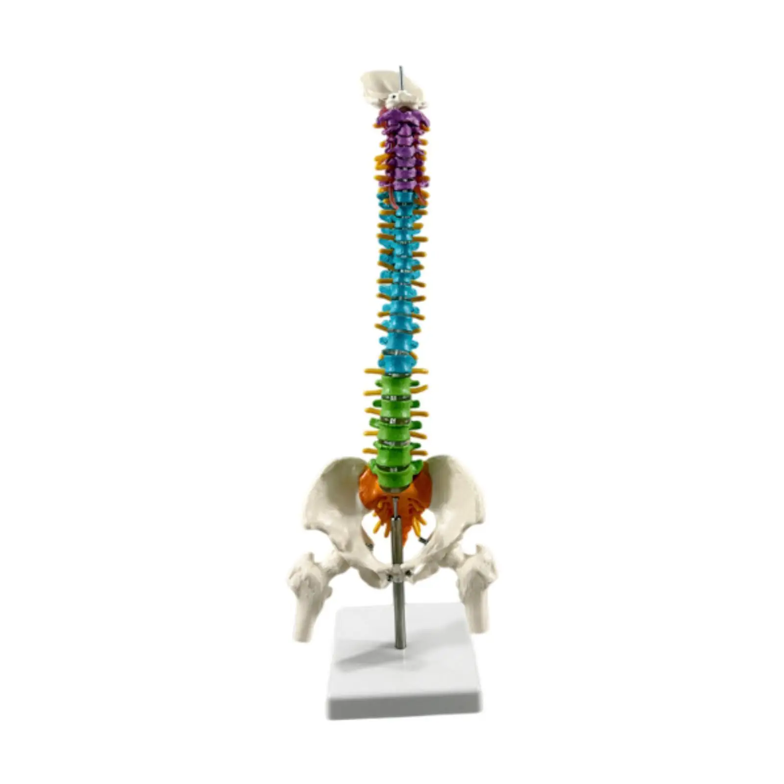 Human Spine Model Includes Stand with Vertebrae, Nerves, Arteries Spinal Cord Pelvis for Educational Tool Classroom Teaching Aid
Human Spine Model Includes Stand with Vertebrae, Nerves, Arteries Spinal Cord Pelvis for Educational Tool Classroom Teaching Aid