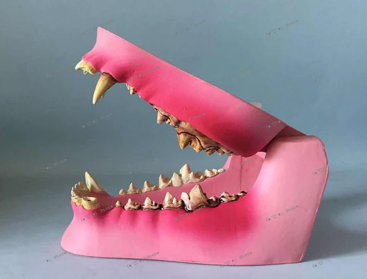 Sick Dog Tooth Model Animal Skeleton Animal Model Veterinary Teaching Instrument Canine Teaching Pet Model
Sick Dog Tooth Model Animal Skeleton Animal Model Veterinary Teaching Instrument Canine Teaching Pet Model
