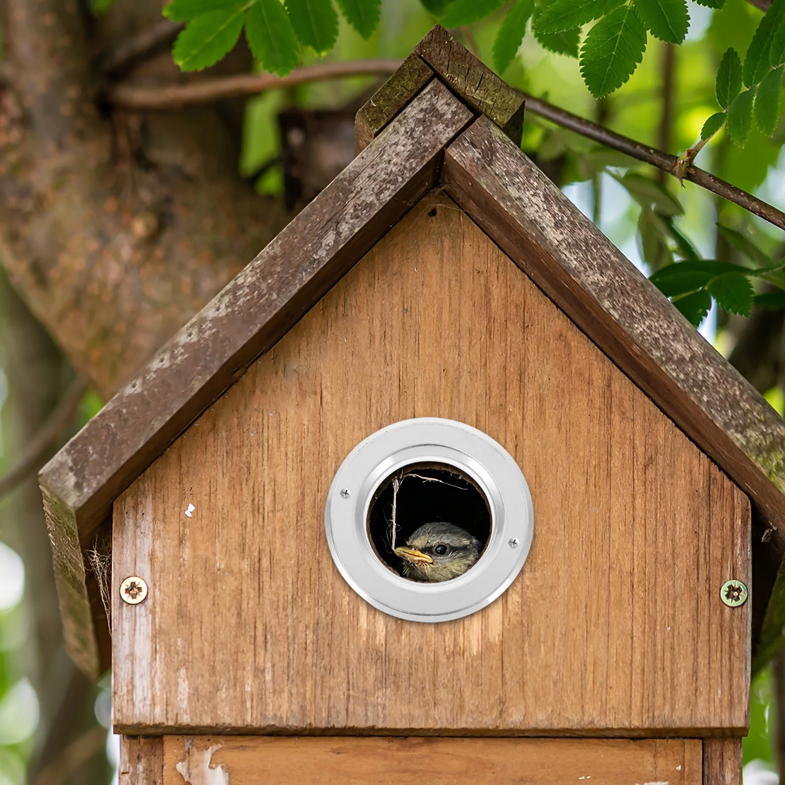 5pcs Parrot Nesting Box Anti-bite Rings Wooden Hole Guards Stainless Steel Bird House Supplies Breeding Accessories
5pcs Parrot Nesting Box Anti-bite Rings Wooden Hole Guards Stainless Steel Bird House Supplies Breeding Accessories