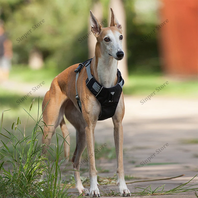 Tactical Dog Harness and Leash Set for Heavy Duty No Pull Service Dog Vest Patches with Dog Seat Belt Reflective Adjustable Pet
Tactical Dog Harness and Leash Set for Heavy Duty No Pull Service Dog Vest Patches with Dog Seat Belt Reflective Adjustable Pet