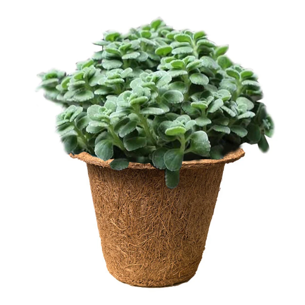 6PCS Coir Nutrition Cups Coconut Seedling Pots Planting Containers Garden Supply Succulent Basins Biodegradable EcoFriendly
6PCS Coir Nutrition Cups Coconut Seedling Pots Planting Containers Garden Supply Succulent Basins Biodegradable EcoFriendly