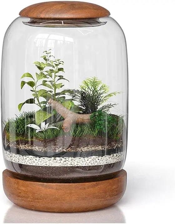 Glass Terrarium with Wood Lid & Base, 8.7" Tall for Plants & Decor
Glass Terrarium with Wood Lid & Base, 8.7" Tall for Plants & Decor
