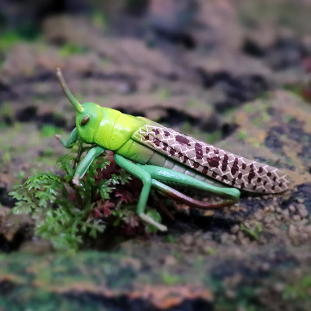 Locust Animal Model Toy Kids Playthings Desktop Cognitive Simulation Plastic Ornament Early Educational Toddler
Locust Animal Model Toy Kids Playthings Desktop Cognitive Simulation Plastic Ornament Early Educational Toddler