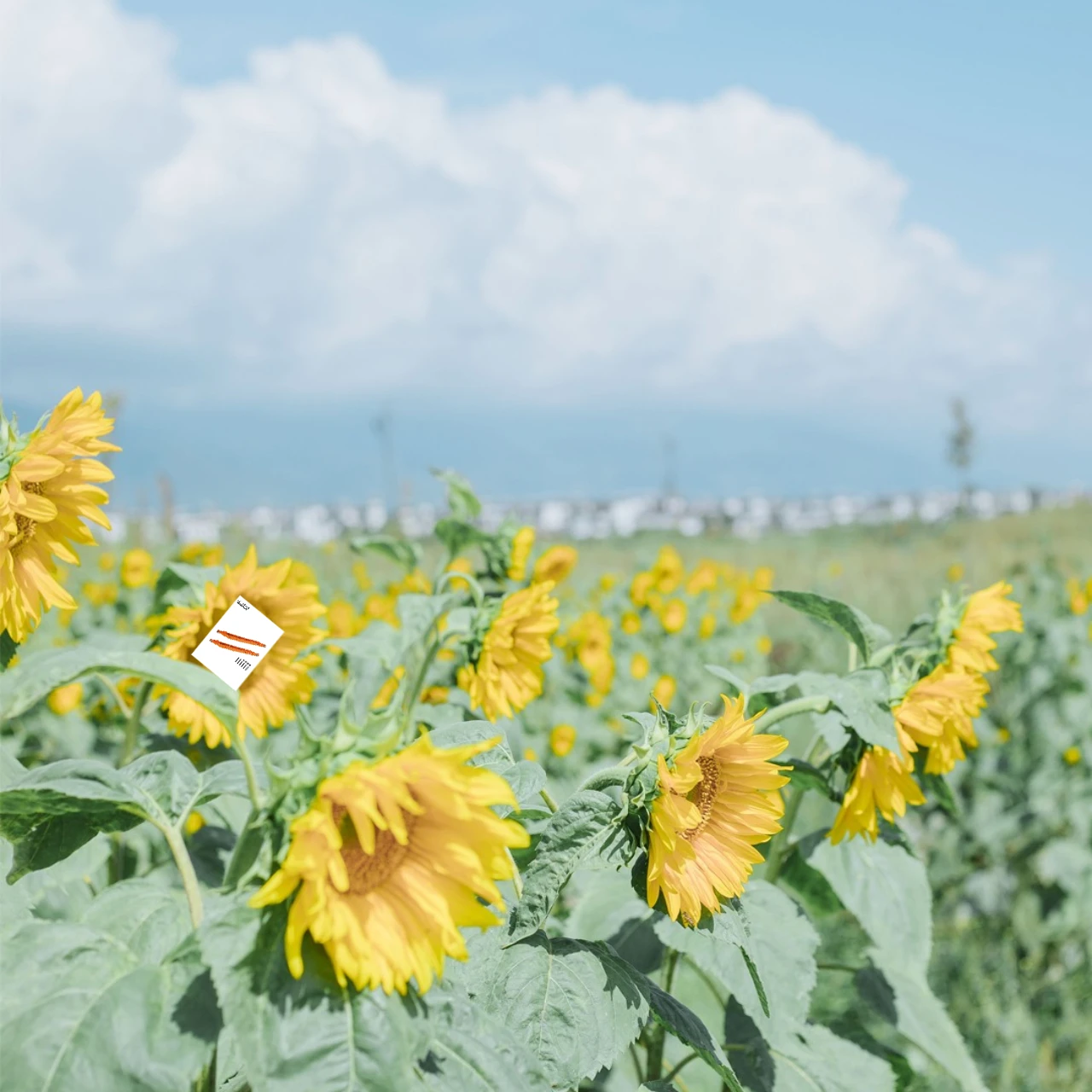 Задние нижние продольные рычаги из сплава GPM 7075 для AXIAL 1/10 RBX10 Ryft — обновленные гоночные детали
Задние нижние продольные рычаги из сплава GPM 7075 для AXIAL 1/10 RBX10 Ryft — обновленные гоночные детали