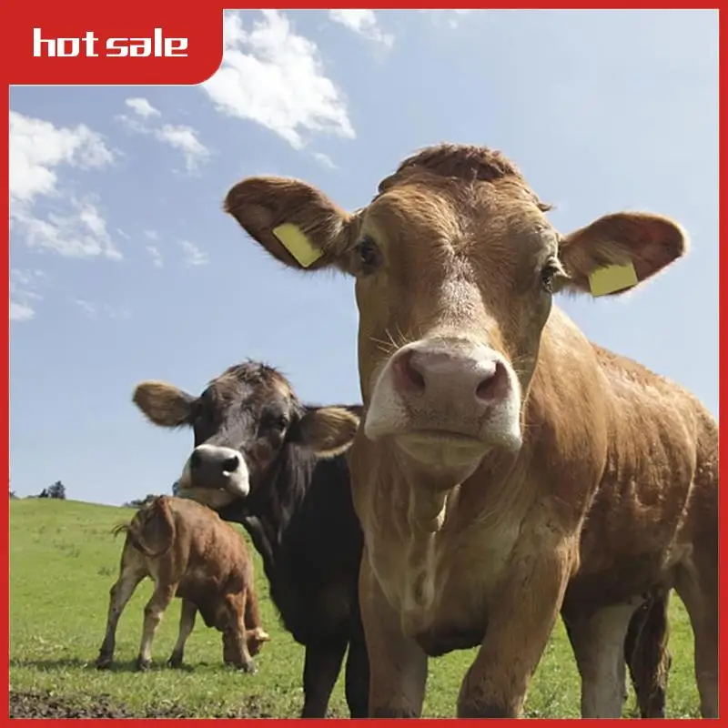 A52I-Livestock Blank Ear Tags For Cattle Cows Sheep Pig Goats, 100 Pieces TPU Animal Identification Blank Ear Tags
A52I-Livestock Blank Ear Tags For Cattle Cows Sheep Pig Goats, 100 Pieces TPU Animal Identification Blank Ear Tags