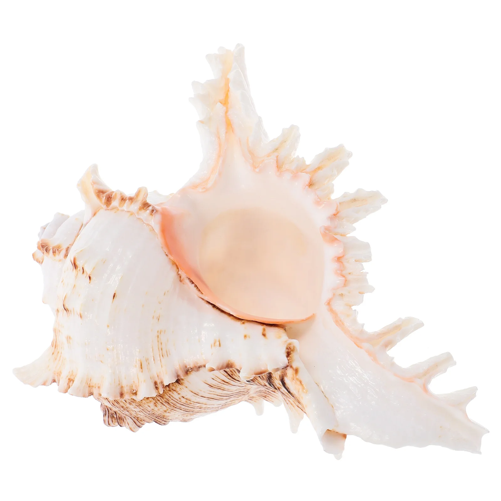 Giant Natural Striped Conch Shell 5.5-6.2in Decorative Aquarium Fish Tank Wedding Party Home Desktop Vase Filler Air Plant Props
Giant Natural Striped Conch Shell 5.5-6.2in Decorative Aquarium Fish Tank Wedding Party Home Desktop Vase Filler Air Plant Props