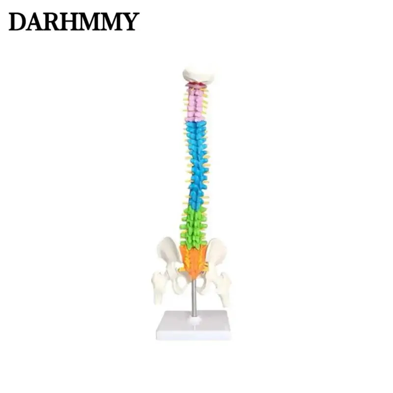 DARHMMY 45CM Color Human Spine with Pelvic Model Human Anatomical Anatomy Spine Medical Model School Medical Teaching Supplies
DARHMMY 45CM Color Human Spine with Pelvic Model Human Anatomical Anatomy Spine Medical Model School Medical Teaching Supplies