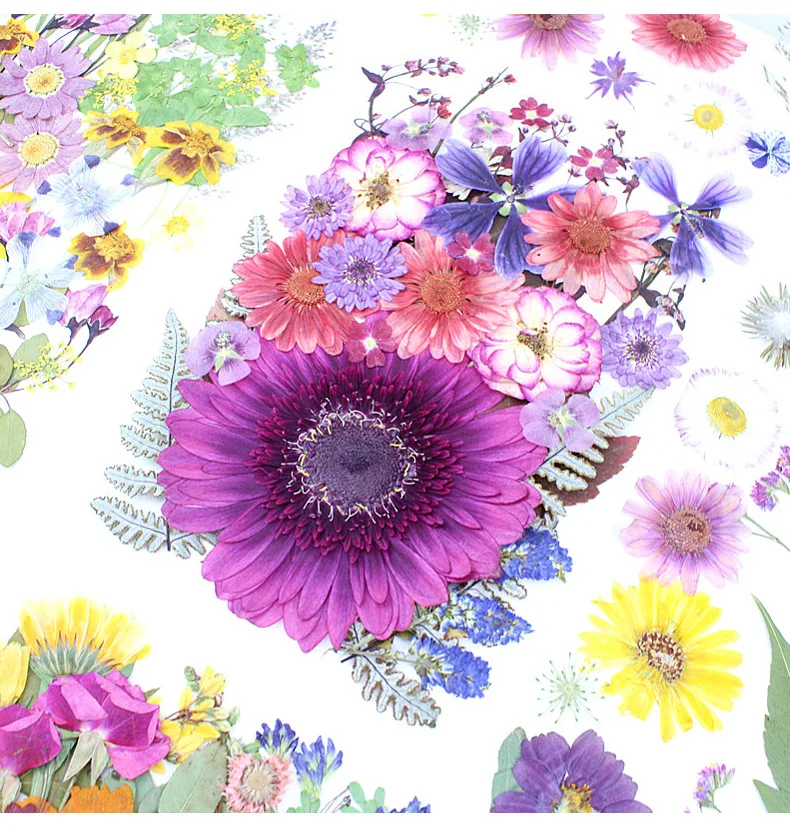 Gerbera Large Flower Material Mix Pack Specimen Dried Flowers Pressed Flowers DIY Material Pack Resin Phone Case Scented Candle Nail Art Photography Flower Petals Makeup
Gerbera Large Flower Material Mix Pack Specimen Dried Flowers Pressed Flowers DIY Material Pack Resin Phone Case Scented Candle Nail Art Photography Flower Petals Makeup