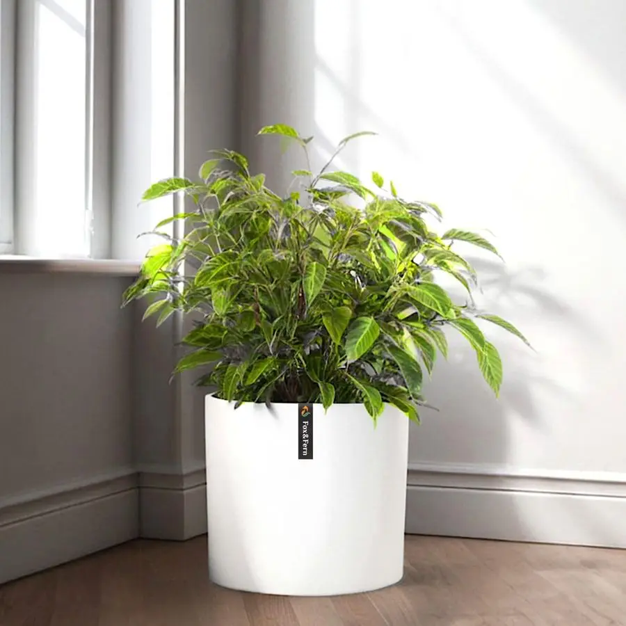 Fern 10 Inch Plant Pot with Drainage Plug Premium Polystone Matte White Planter Indoor amp Outdoor Planter 10 Inch Pots for
Fern 10 Inch Plant Pot with Drainage Plug Premium Polystone Matte White Planter Indoor amp Outdoor Planter 10 Inch Pots for