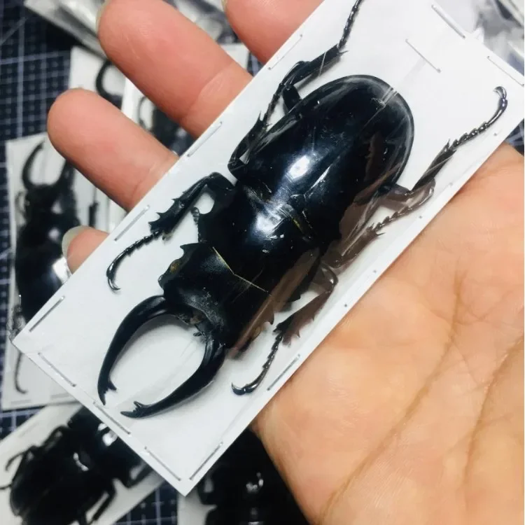 Specimens of Atlas Subspecies of Insects, Real Beetles, Stag Beetles, Giddyups and Butterflies Home Decor
Specimens of Atlas Subspecies of Insects, Real Beetles, Stag Beetles, Giddyups and Butterflies Home Decor