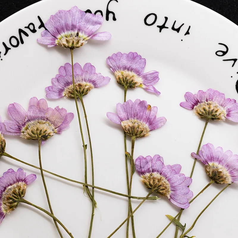 60Pcs Natural Marguerite Side-Pressed Flowers with Stems, Pressed Flower DIY Plant Specimens, Real Flower Specimens, Pressed Flowers for Phone Cases and Flower Frames
60Pcs Natural Marguerite Side-Pressed Flowers with Stems, Pressed Flower DIY Plant Specimens, Real Flower Specimens, Pressed Flowers for Phone Cases and Flower Frames