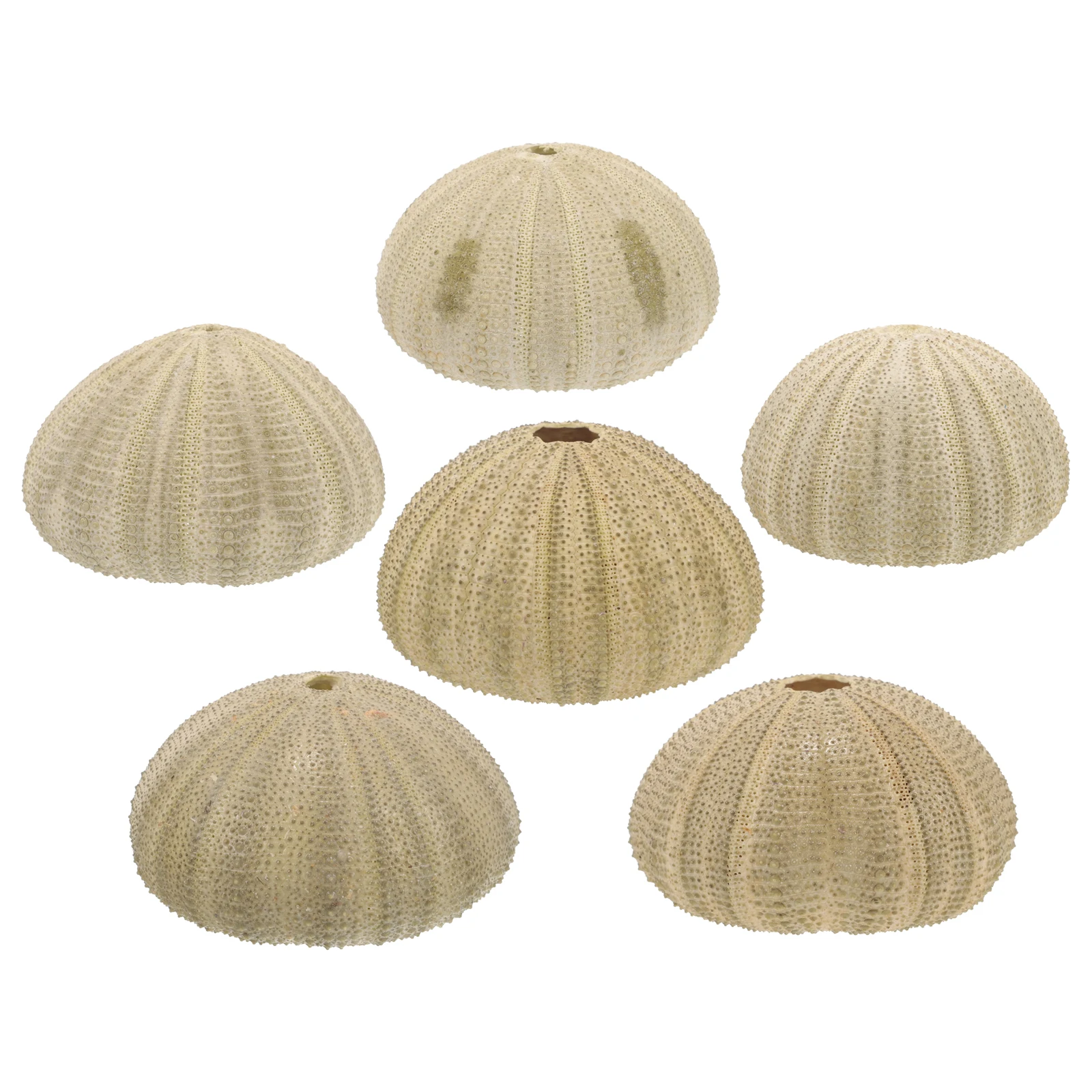 6 pcs Natural Shells Home Decor Natural Sea Shells Fish Tank Accessories 4-6CM Green Unique Sturdy Safe
6 pcs Natural Shells Home Decor Natural Sea Shells Fish Tank Accessories 4-6CM Green Unique Sturdy Safe