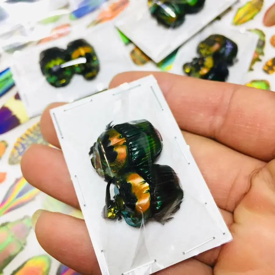 Настоящая золотая черепаха, образец влажных насекомых Phanaeus Imperator, стрелка, насекомое, жук, мозаика, художественные статуи для украшения домашнего декора
Настоящая золотая черепаха, образец влажных насекомых Phanaeus Imperator, стрелка, насекомое, жук, мозаика, художественные статуи для украшения домашнего декора