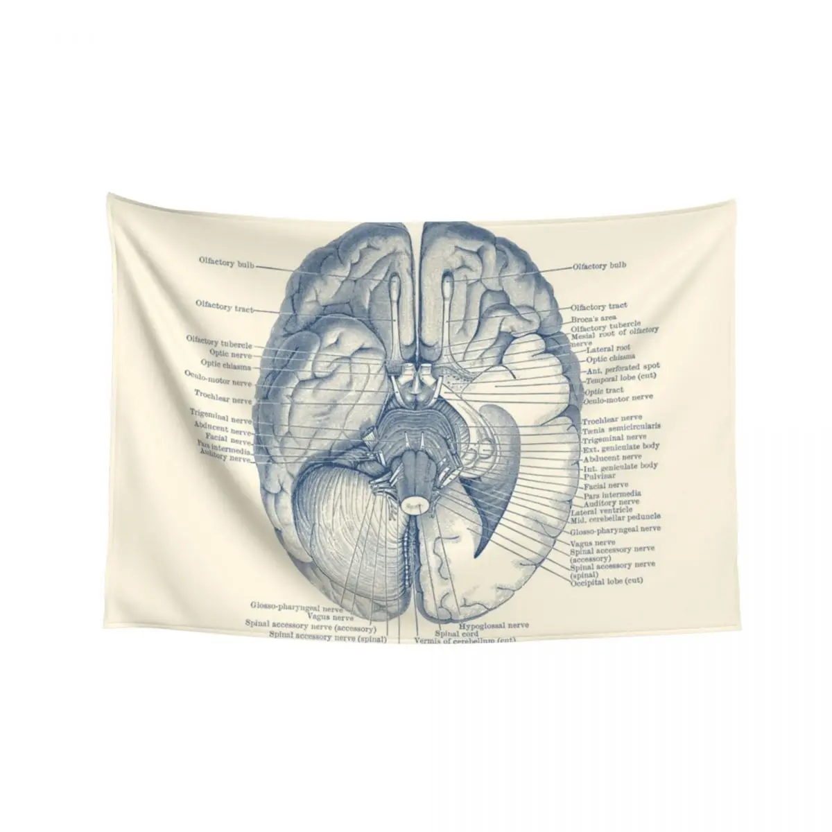 Brain Nervous System Diagram Tapestry Mushroom Christmas Decoration Aesthetics For Room Tapestry 
Brain Nervous System Diagram Tapestry Mushroom Christmas Decoration Aesthetics For Room Tapestry