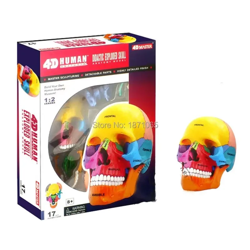 4D Master Action Figure Colored Human Head Skull Bone Puzzle Assembling Toy Anatomical Model Science Medical Teaching Toys
4D Master Action Figure Colored Human Head Skull Bone Puzzle Assembling Toy Anatomical Model Science Medical Teaching Toys