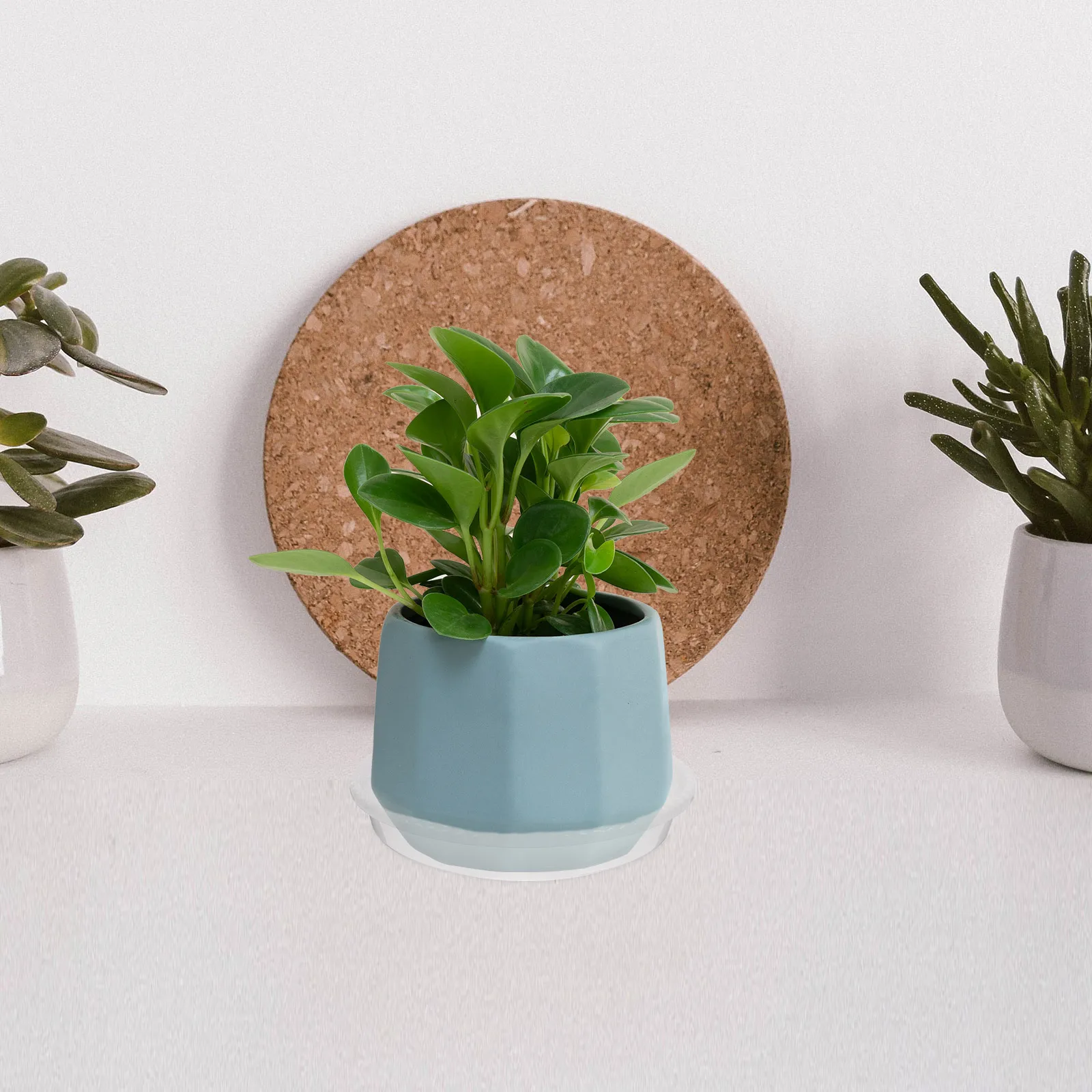 4Pcs Transparent Plastic Plant Saucer Tray Flower Pot Drain Tray Durable Reusable Indoor Plant Plate Planter Saucers
4Pcs Transparent Plastic Plant Saucer Tray Flower Pot Drain Tray Durable Reusable Indoor Plant Plate Planter Saucers