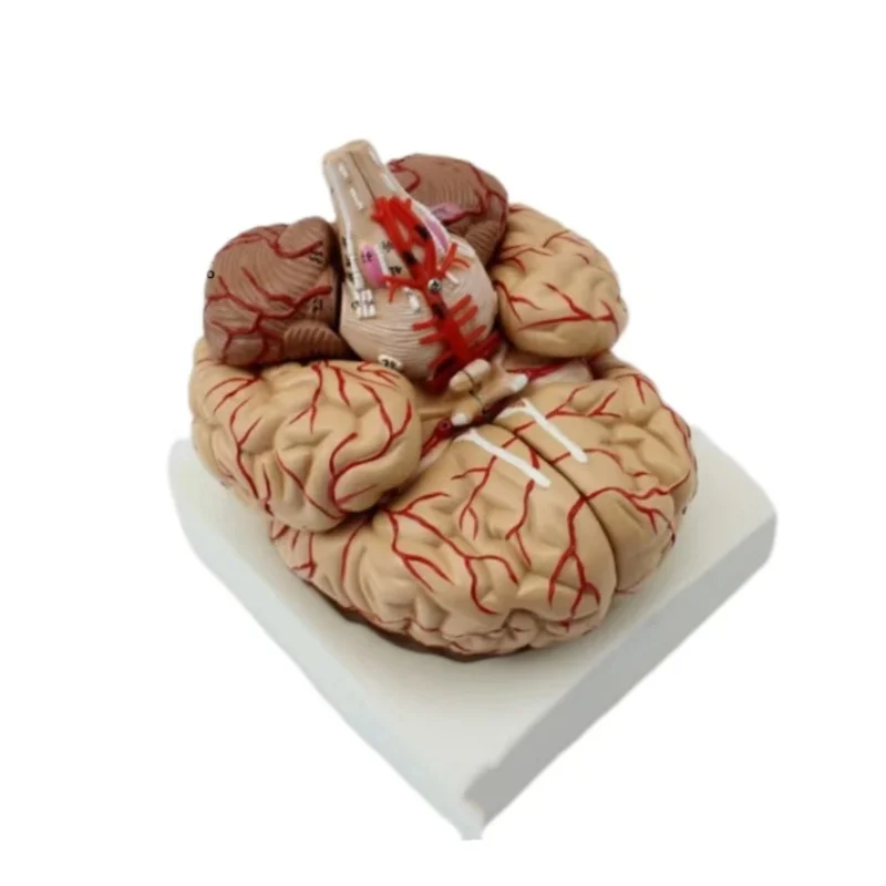Human Life Cerebellum Anatomy Model Medical Set 9 Parts Brain Model Anatomy
Human Life Cerebellum Anatomy Model Medical Set 9 Parts Brain Model Anatomy