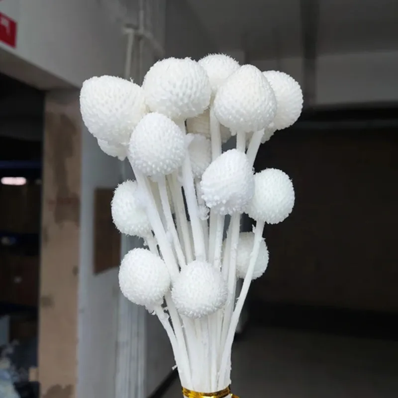 Colorful Golden Ball Dried Flowers 20pcs/Lot White, Pink Bouquet Home Wedding Real Decorations Natural Valentine's Grass
Colorful Golden Ball Dried Flowers 20pcs/Lot White, Pink Bouquet Home Wedding Real Decorations Natural Valentine's Grass