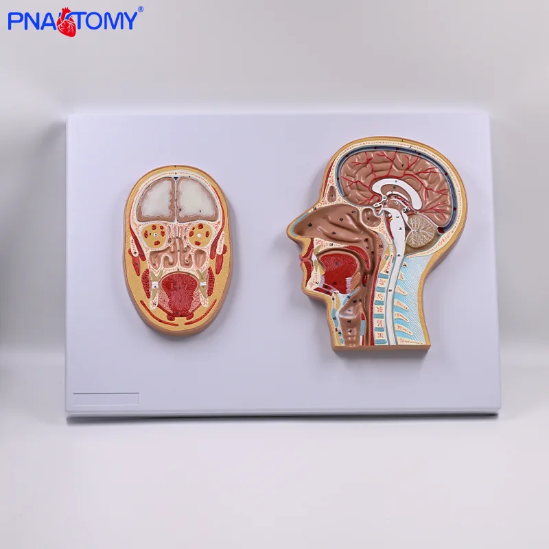 Mid-sagittal Section of the Head Frontal Section Sagittal Section Cross-sectional Model
Mid-sagittal Section of the Head Frontal Section Sagittal Section Cross-sectional Model