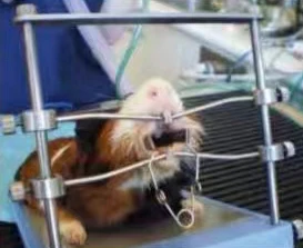 Pet Mouth Opener Surgery Restriction System Desk Rodent Open Mouth Help Tool for Small Animal Anesthesia
Pet Mouth Opener Surgery Restriction System Desk Rodent Open Mouth Help Tool for Small Animal Anesthesia