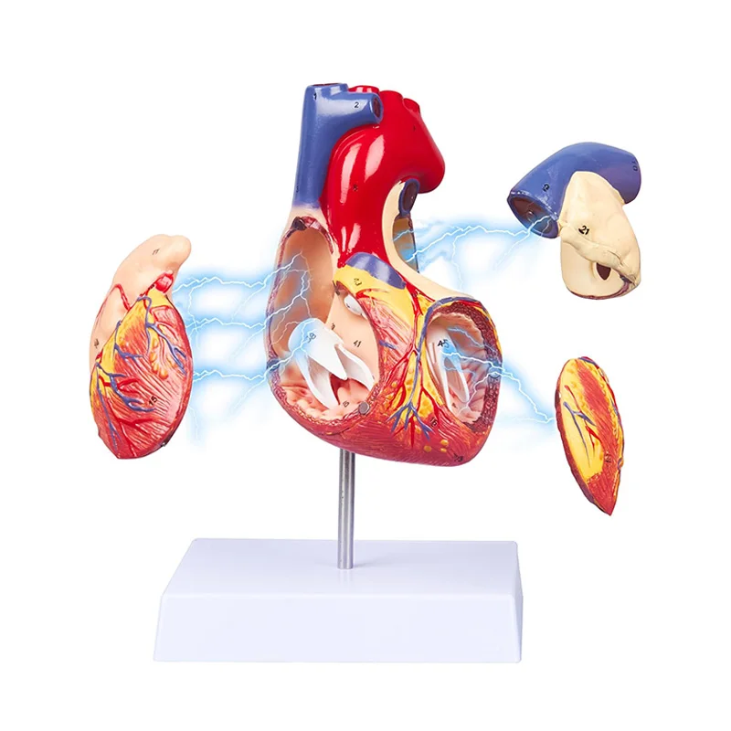 2X анатомическая модель сердца человека в натуральную величину, 4 части, съемная анатомическая модель, инструменты для обучения медицинским наукам
2X анатомическая модель сердца человека в натуральную величину, 4 части, съемная анатомическая модель, инструменты для обучения медицинским наукам